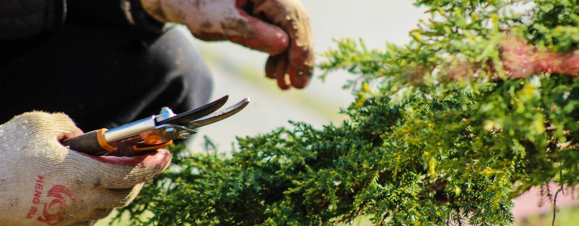 Bénéficiez d&#8217;un crédit d&#8217;impôt grâce à nos services d&#8217;aide à la personne en entretien de jardin ! Bischheim 0